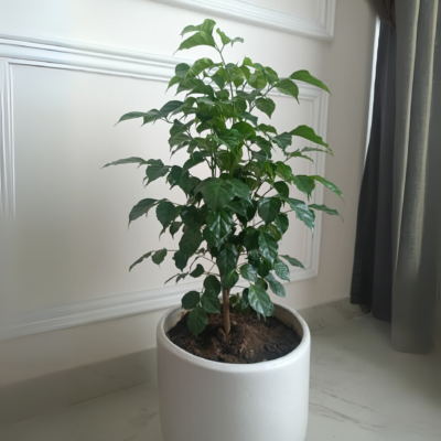 GREENAGE™ China Doll Plant (Radermachera sinica) Live Plant | Indoor & Outdoor Ornamental Plant