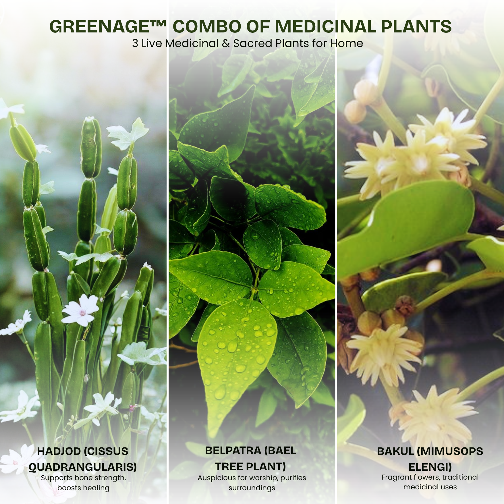 GREENAGE™ 3-in-1 Medicinal & Sacred Plants – Bel Patra, Hadjod & Bakul | Home & Garden | Free Fertilizer - Image 2