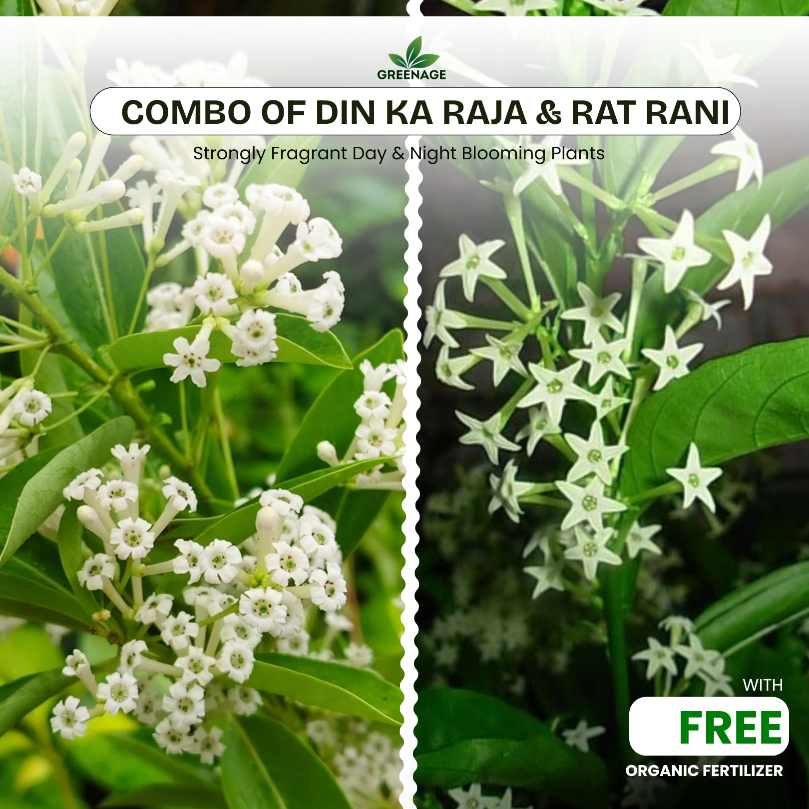 GREENAGE™ Din Ka Raja & Raat Rani Combo – Fragrant Day & Night Blooming Plants | Free Fertilizer Pack - Image 2