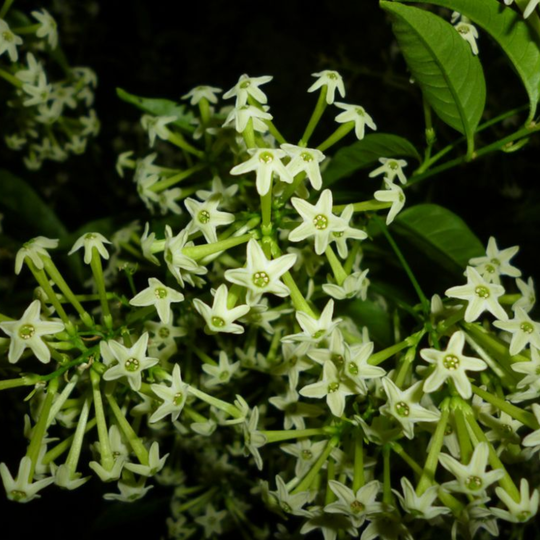 GREENAGE⢠Night Blooming Jasmine Live Plant | Fragrant Easy-Care Plant for Garden & Balcony - Image 3