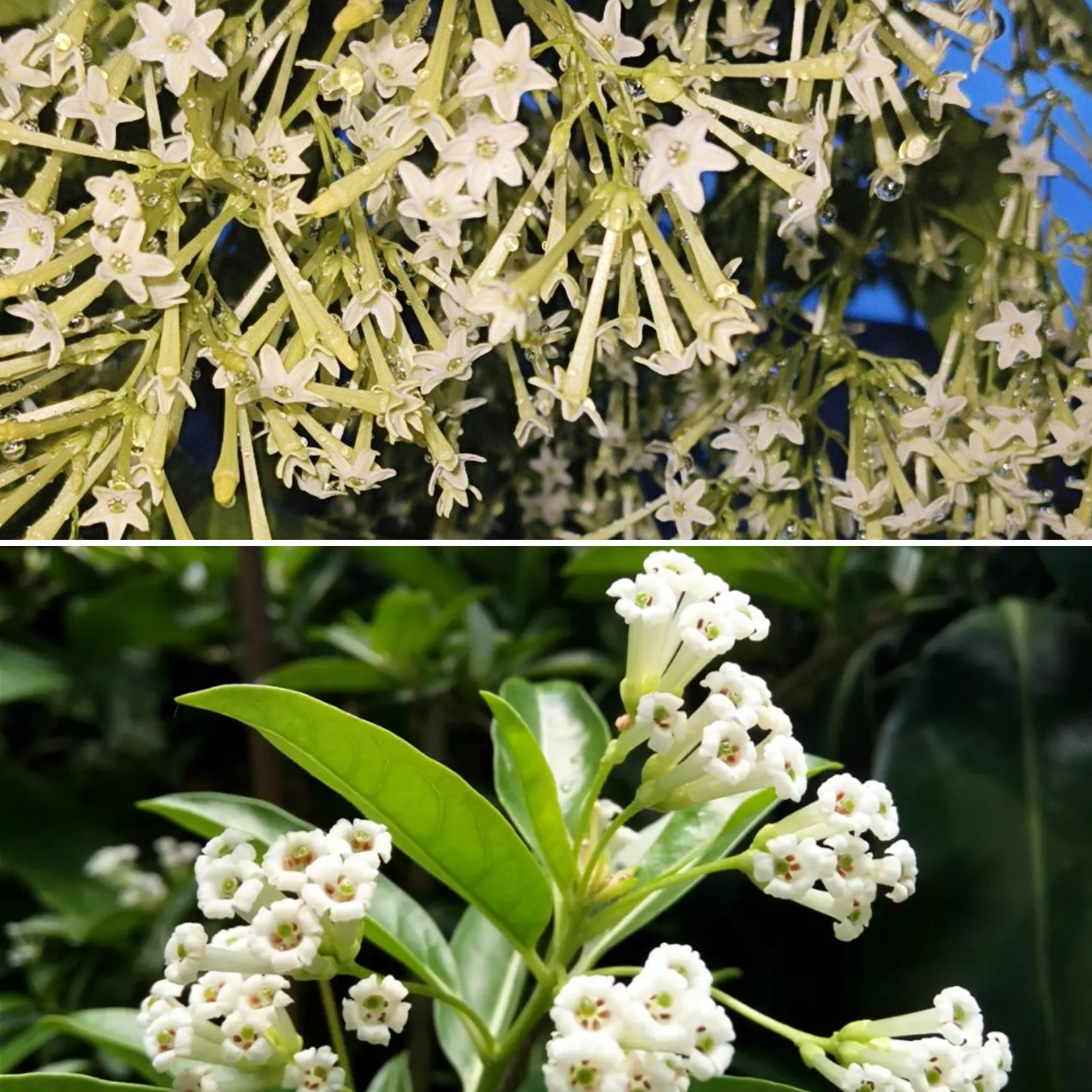 GREENAGE™ Din Ka Raja & Raat Rani Combo – Fragrant Day & Night Blooming Plants | Free Fertilizer Pack - Image 3