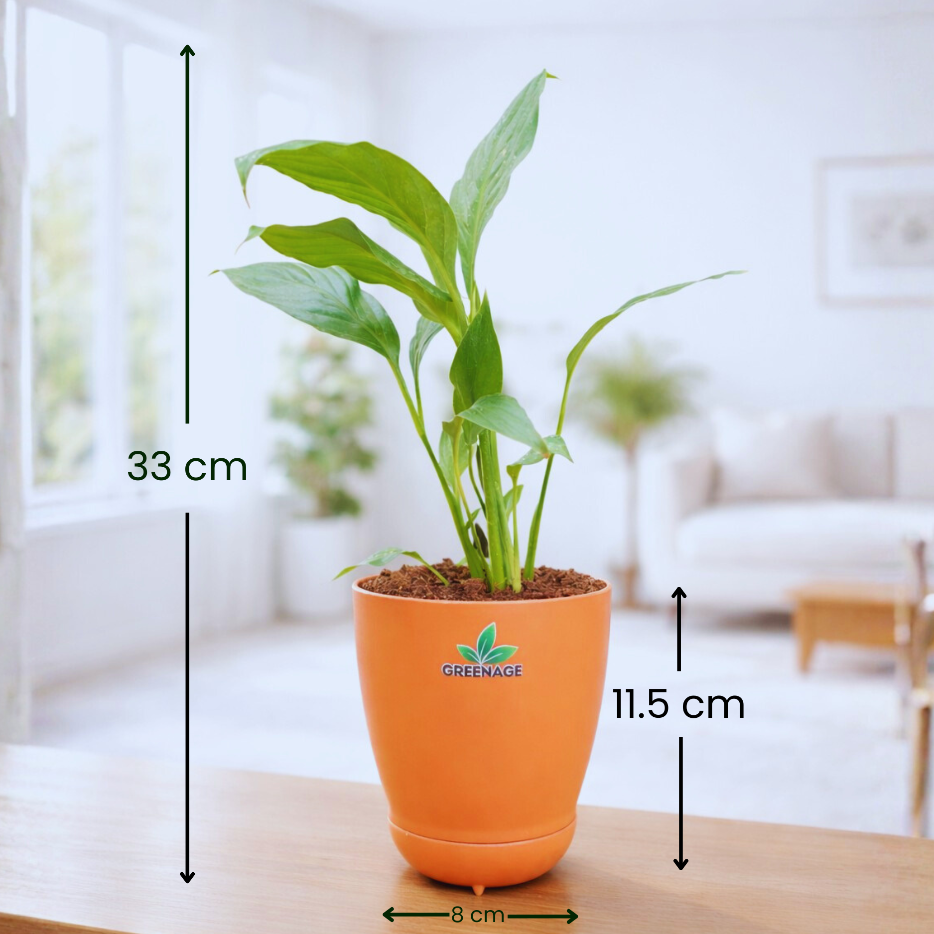GREENAGE⢠Peace Lily (Spathiphyllum) with Self-Watering Pot | Indoor Air Purifying Plant - Image 2