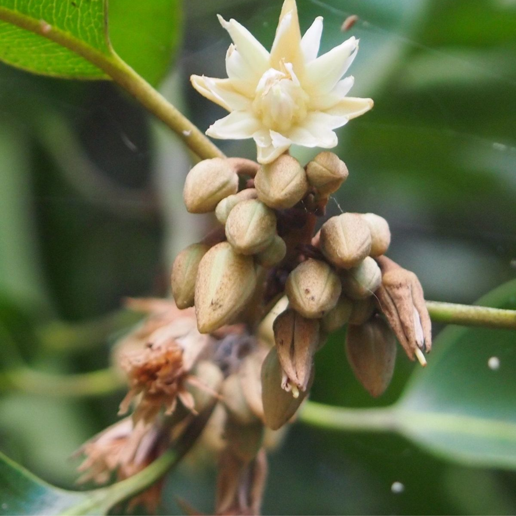 GREENAGE™ 3-in-1 Medicinal & Sacred Plants – Bel Patra, Hadjod & Bakul | Home & Garden | Free Fertilizer - Image 3