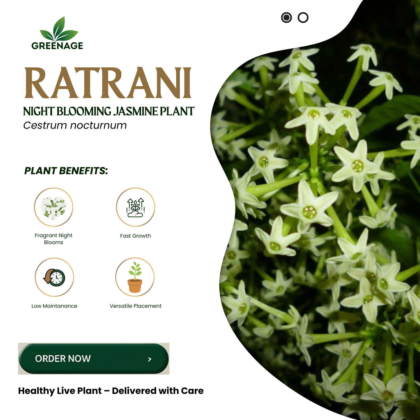 GREENAGE⢠Night Blooming Jasmine Live Plant | Fragrant Easy-Care Plant for Garden & Balcony - Image 5