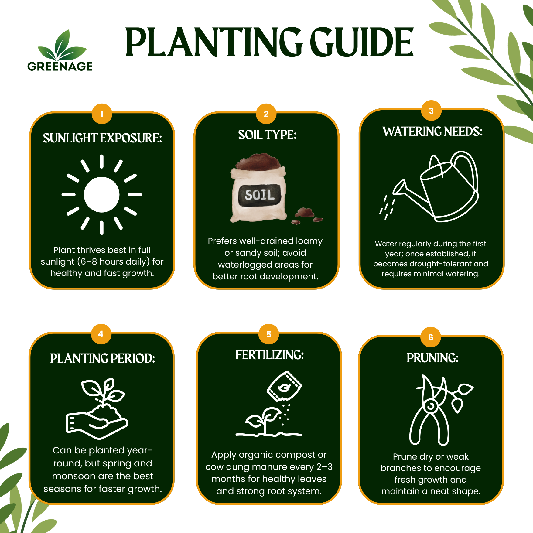 GREENAGE™ 3-in-1 Medicinal & Sacred Plants – Bel Patra, Hadjod & Bakul | Home & Garden | Free Fertilizer - Image 5