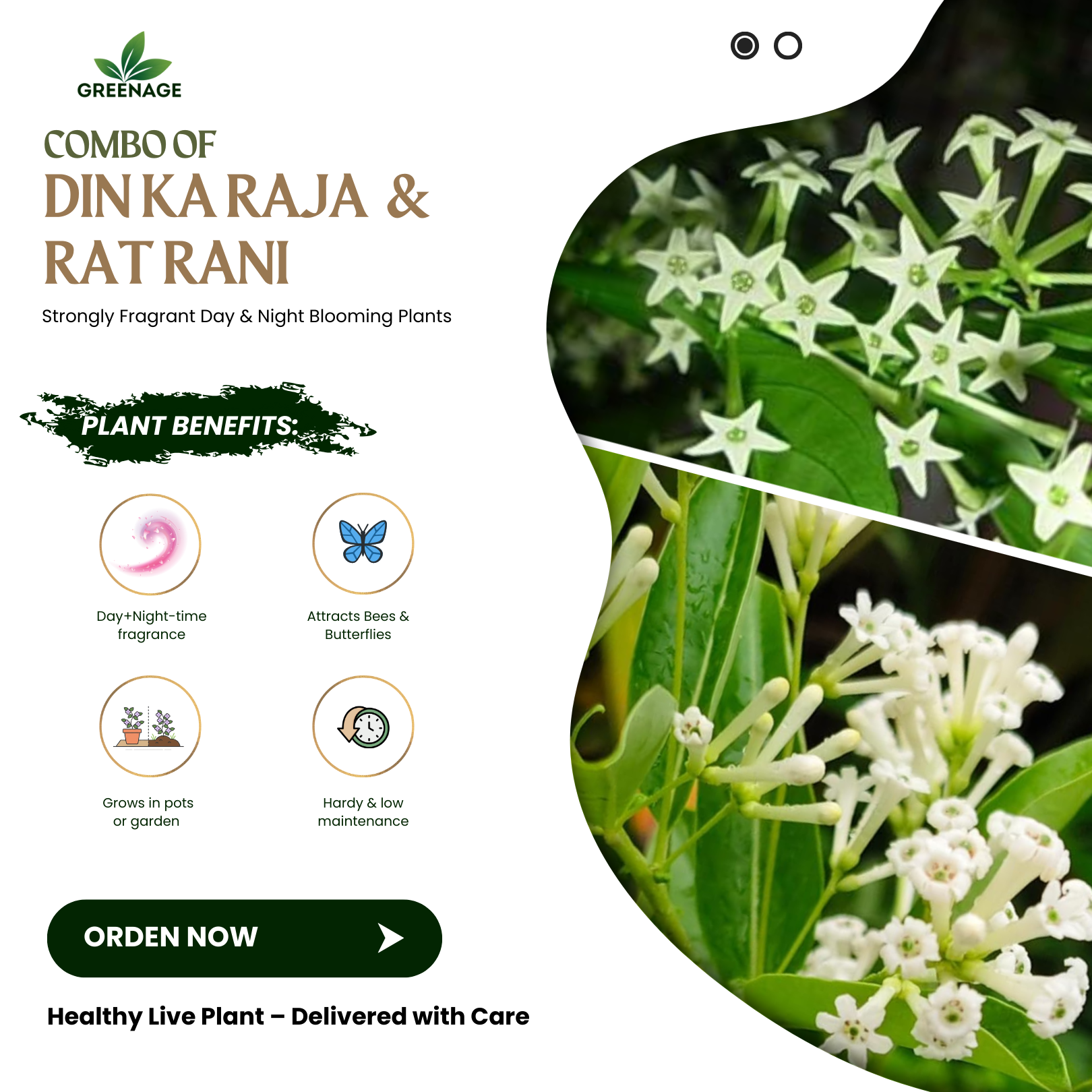 GREENAGE™ Din Ka Raja & Raat Rani Combo – Fragrant Day & Night Blooming Plants | Free Fertilizer Pack - Image 5