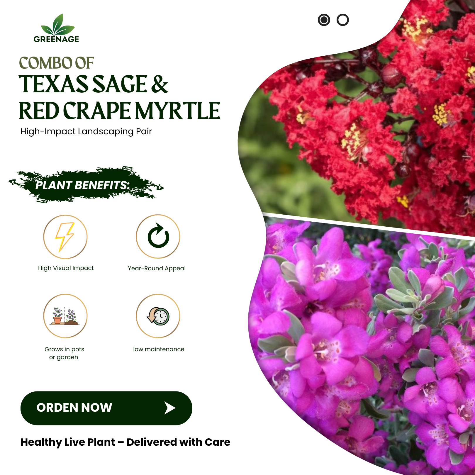 GREENAGE™ Texas Sage & Red Crape Myrtle Combo – Vibrant Flowering Plants for Garden & Balcony | Free Fertilizer - Image 4