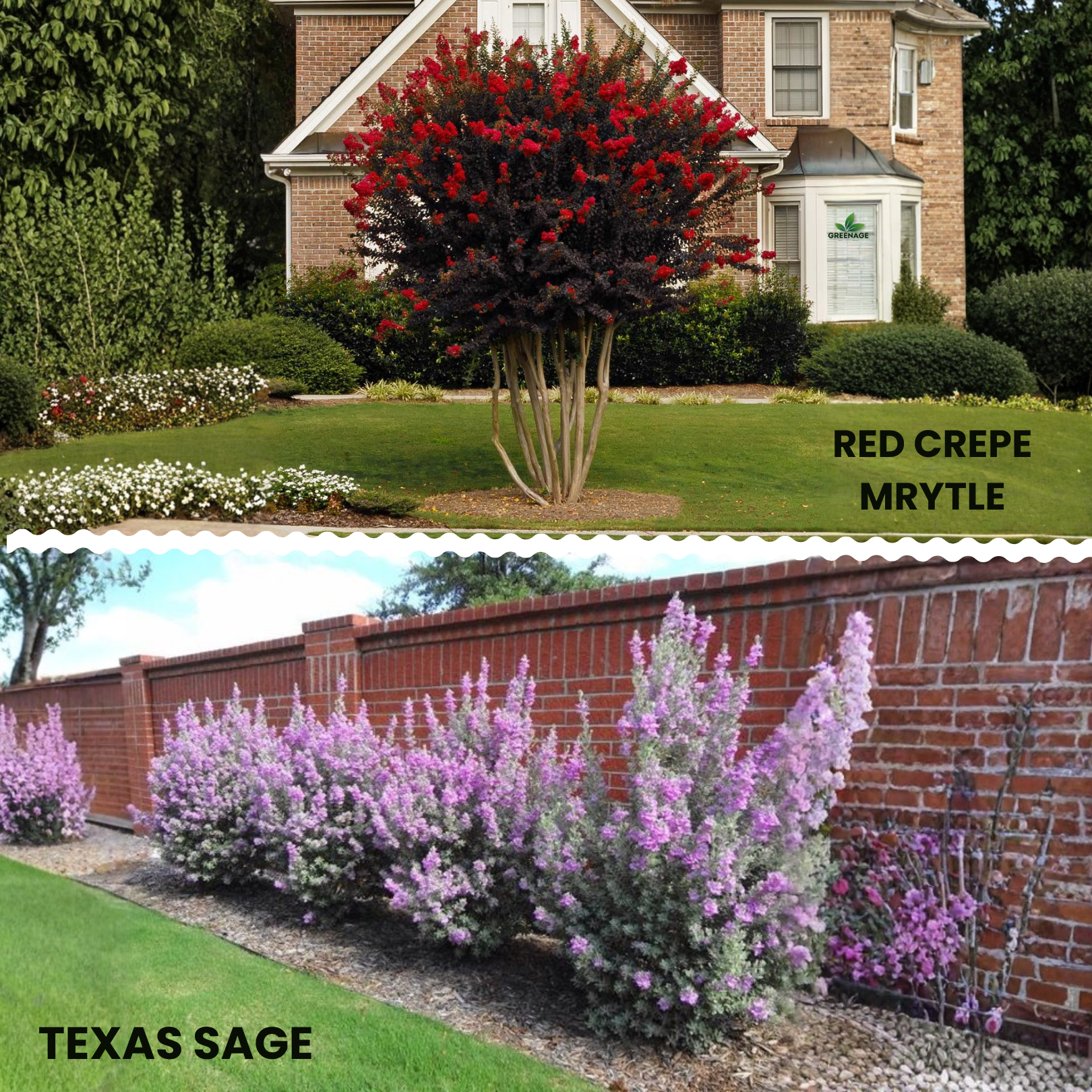 GREENAGE™ Texas Sage & Red Crape Myrtle Combo – Vibrant Flowering Plants for Garden & Balcony | Free Fertilizer - Image 2