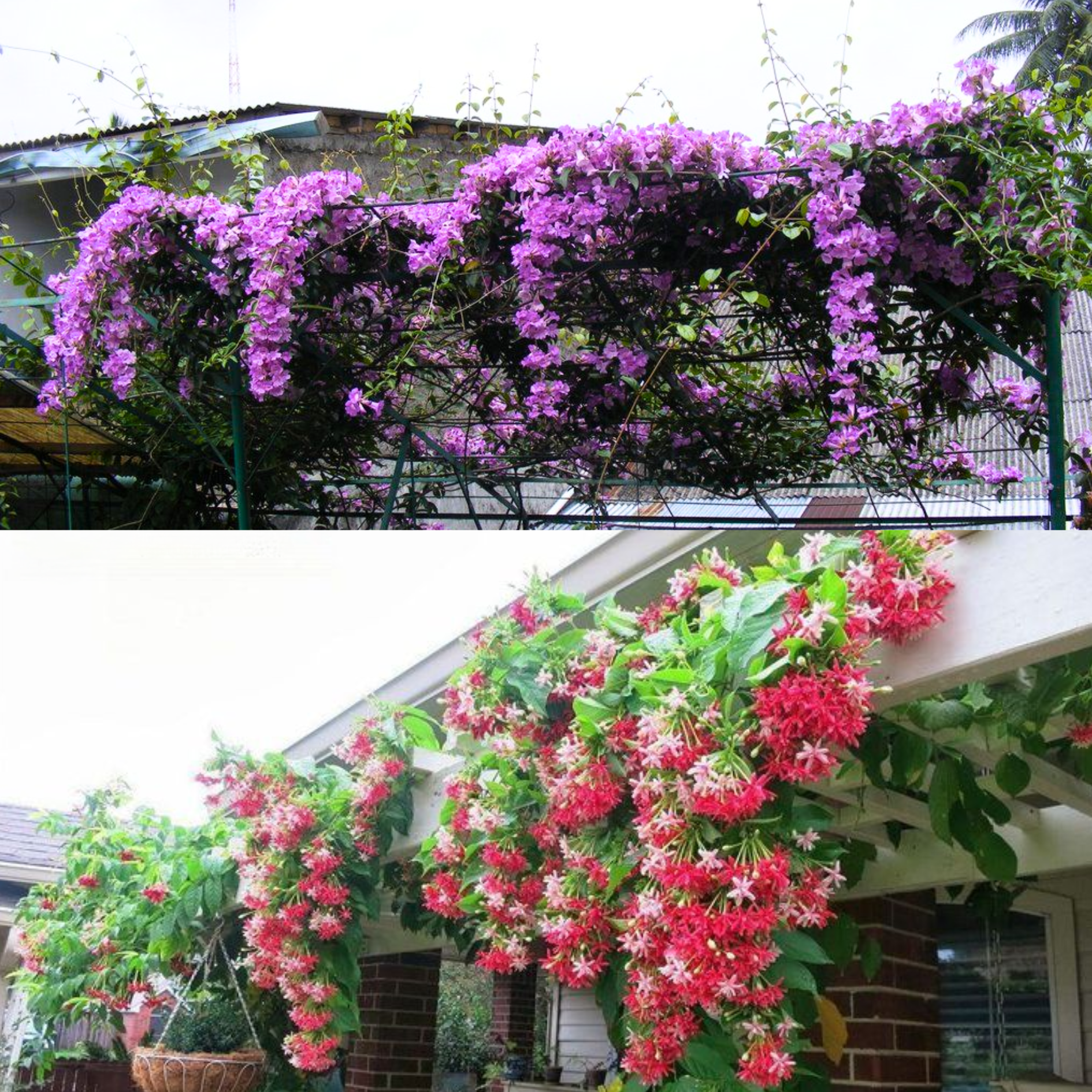 GREENAGE™ 2-in-1 Flowering Climbers – Madhumalti & Garlic Vine | Fast-Growing, Easy Care | Balcony & Terrace Plants - Image 2