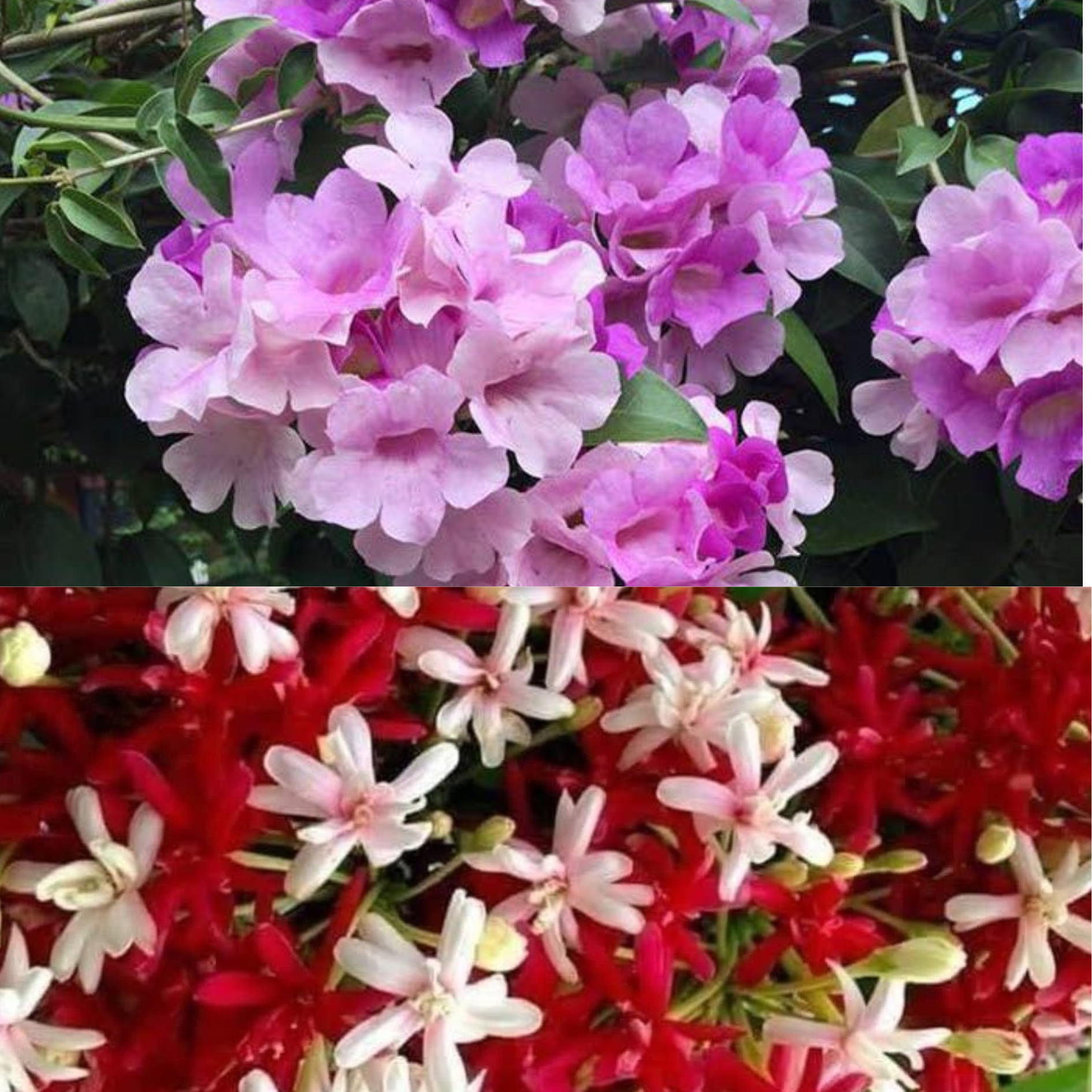 GREENAGE™ 2-in-1 Flowering Climbers – Madhumalti & Garlic Vine | Fast-Growing, Easy Care | Balcony & Terrace Plants - Image 3