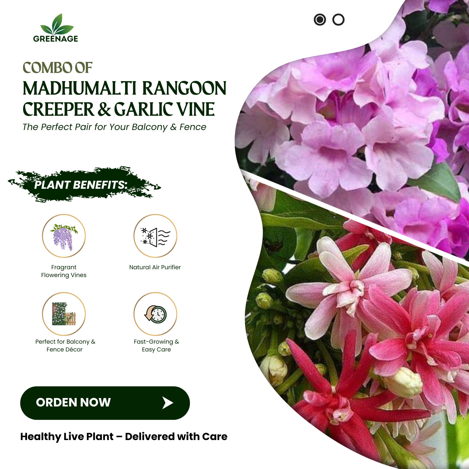 GREENAGE™ 2-in-1 Flowering Climbers – Madhumalti & Garlic Vine | Fast-Growing, Easy Care | Balcony & Terrace Plants - Image 4