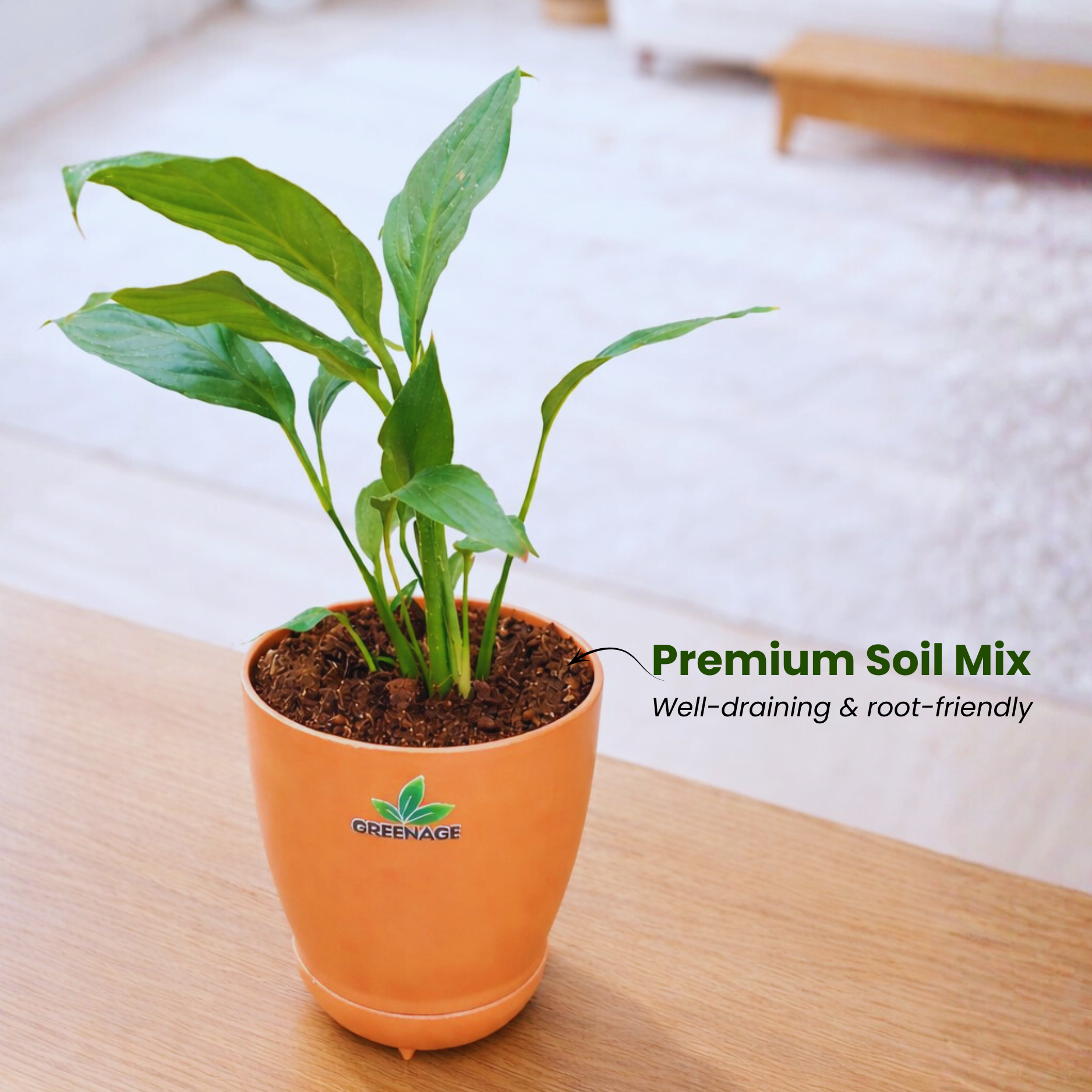 GREENAGE⢠Peace Lily (Spathiphyllum) with Self-Watering Pot | Indoor Air Purifying Plant - Image 3