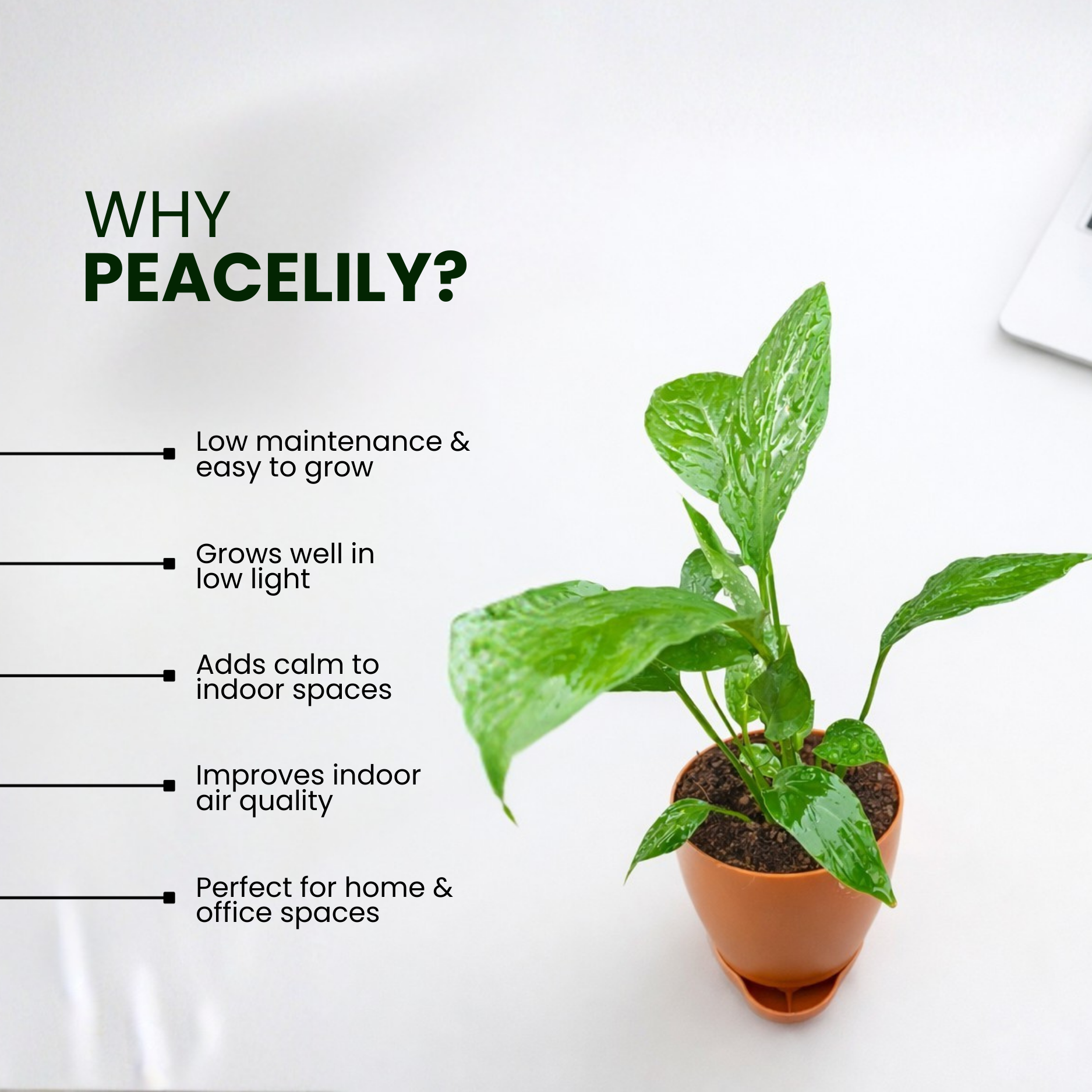 GREENAGE⢠Peace Lily (Spathiphyllum) with Self-Watering Pot | Indoor Air Purifying Plant - Image 4