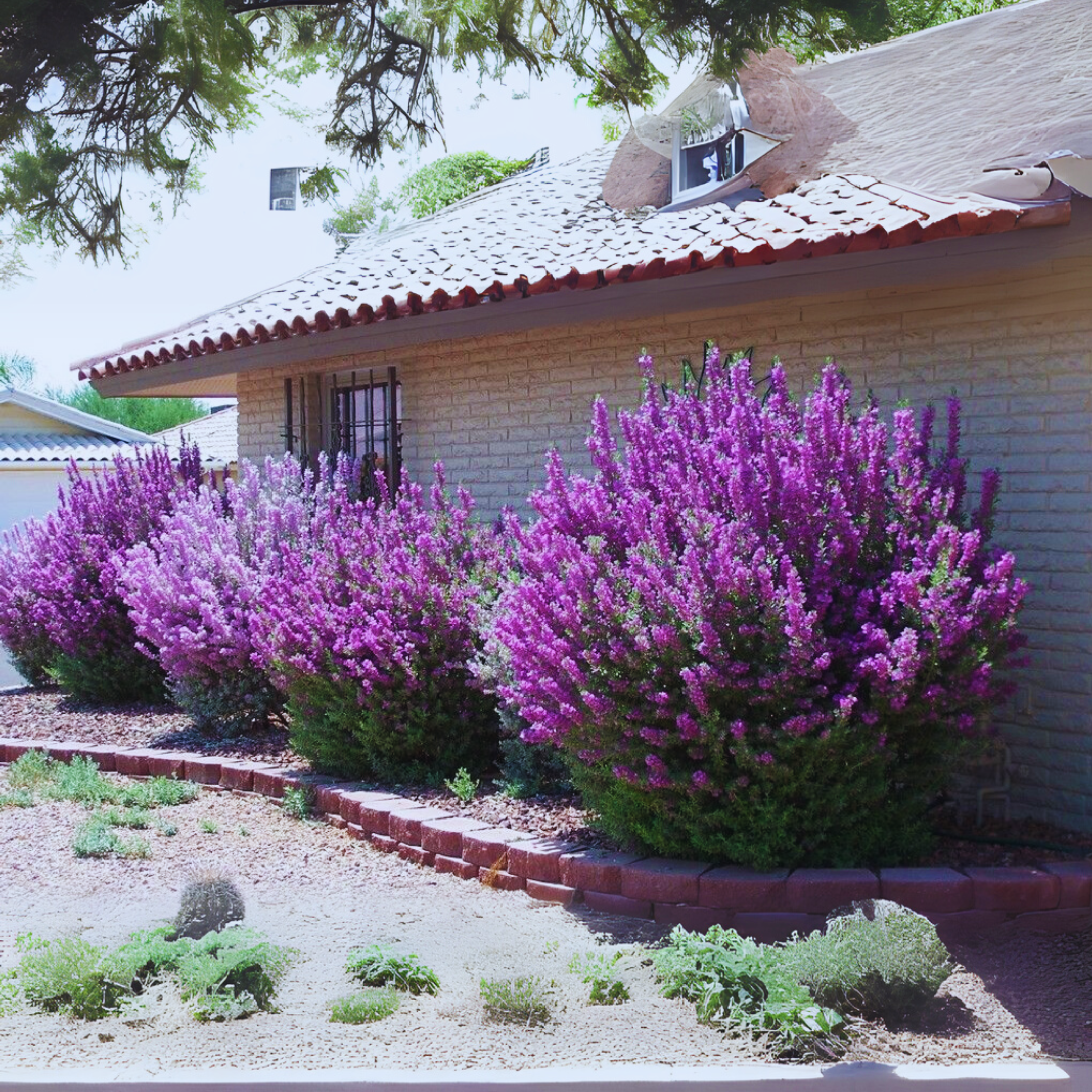 GREENAGE⢠Texas Sage (Leucophyllum frutescens) Live Plant | Hardy Flowering Shrub for Garden & Landscaping - Image 3
