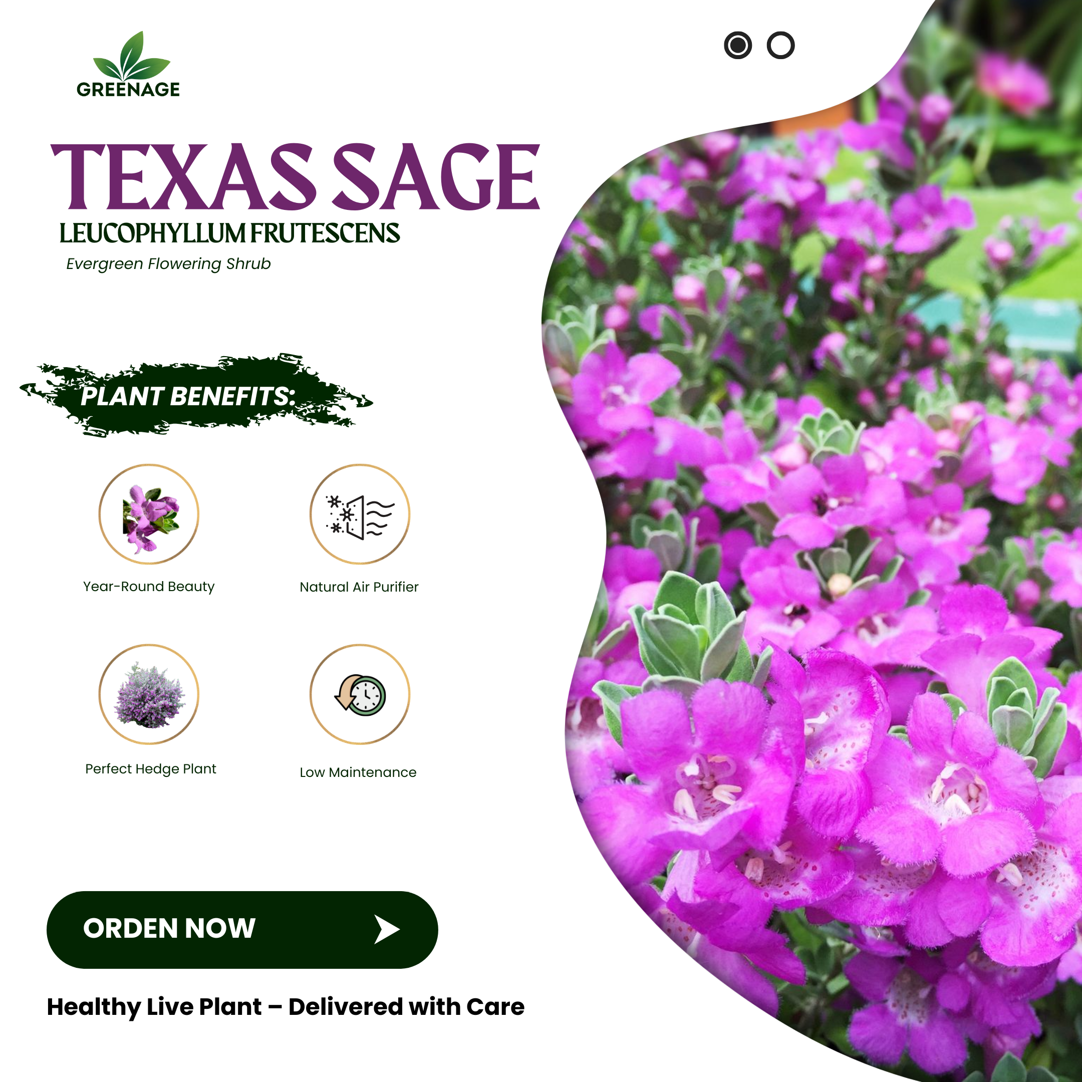 GREENAGE⢠Texas Sage (Leucophyllum frutescens) Live Plant | Hardy Flowering Shrub for Garden & Landscaping - Image 5