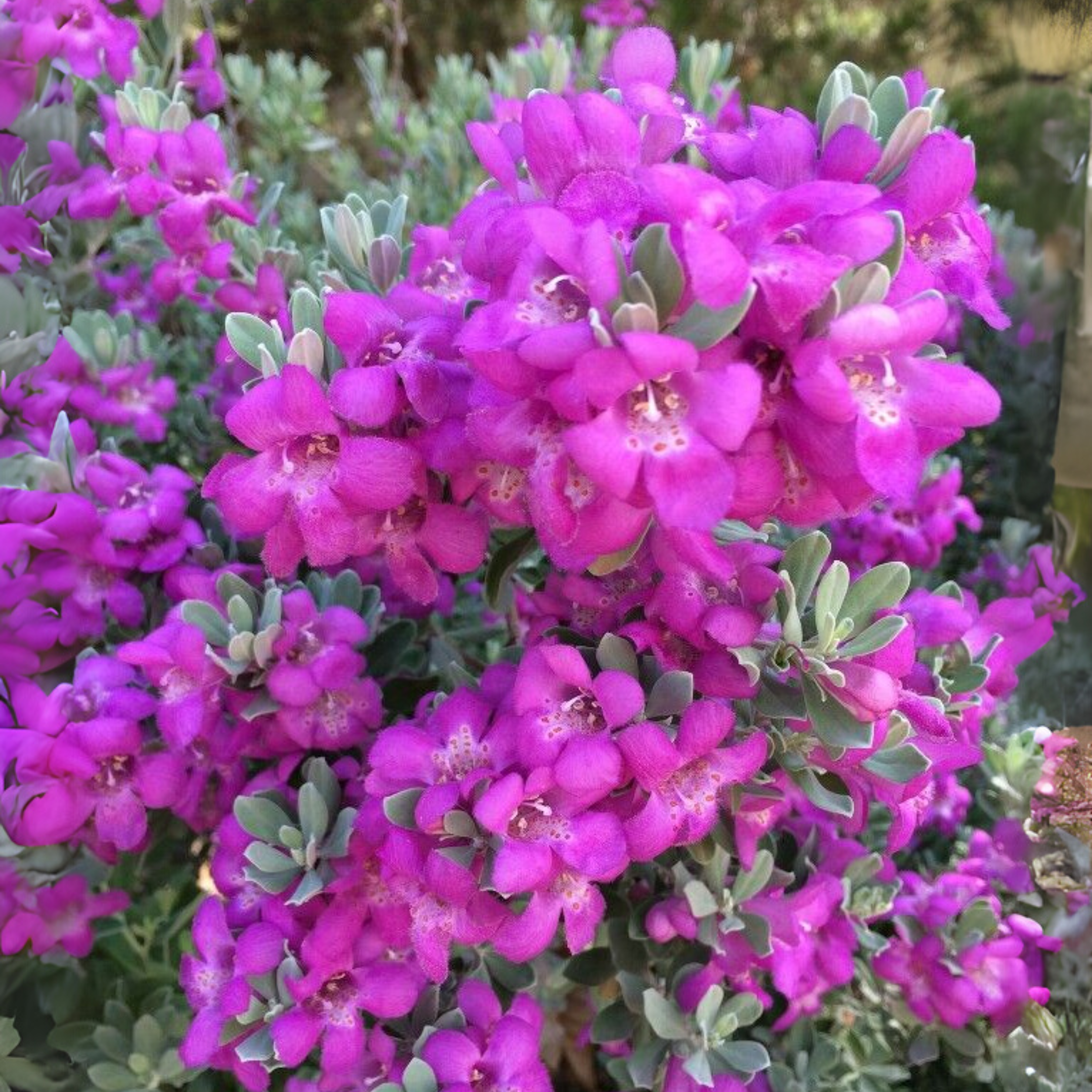 GREENAGE⢠Texas Sage (Leucophyllum frutescens) Live Plant | Hardy Flowering Shrub for Garden & Landscaping - Image 2